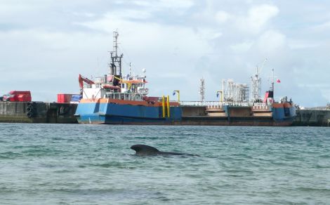 Wildlife experts are keeping a close eye on this long-finned pilot whale near the Sullom Voe Terminal