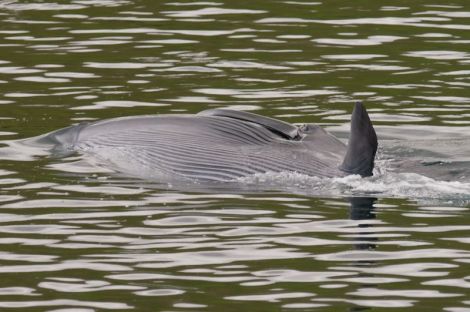 The sei whale in Firths Voe - Photo: Austin Taylor