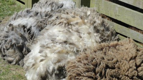 Shetland wool, but can it be called 'Native'?