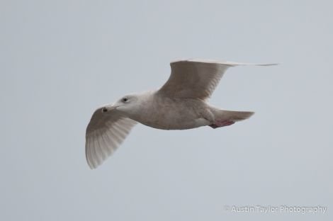 An Icelandic gull in Lerwick at the weekend - Photos: Austin Taylor Photography