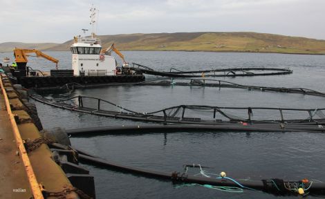 Some of the battered salmon cages towed into Dales Voe, Lerwick - Photo: Valian