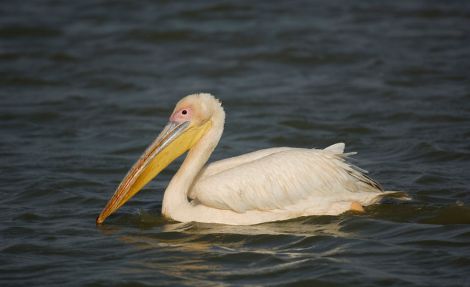 The Great White Pelican spotted at Wadbister Voe this weekend. Pic. AF