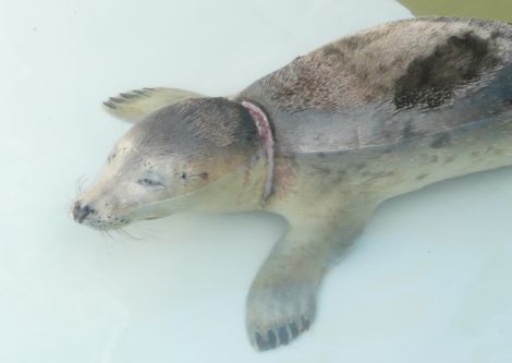 The grey seal recovering from its ordeal at Hillswick Wildlife Sanctuary. Pic. Shetland News