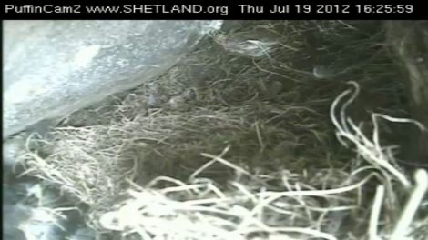 A Puffincam still showing the empty nest with the dead chick in the left hand corner.