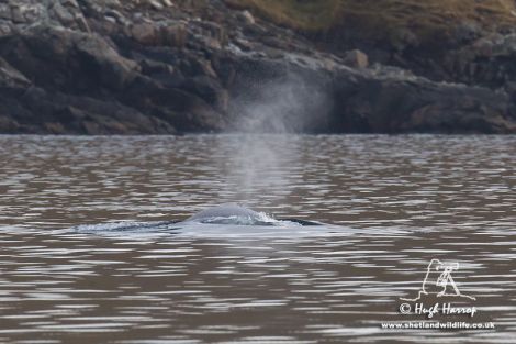 'Thar she blows!' The whale blows as it surfaces in Ura Firth. Pic. Hugh Harrop/Shetland Wildlife
