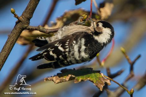 The lesser spotted woodpecker in Scalloway on Tuesday - Photo: Hugh Harrop/Shetland Wildlife