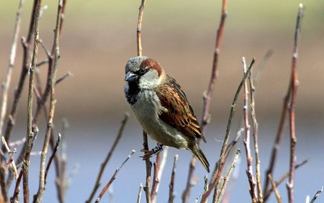 A ringed house sparrow.