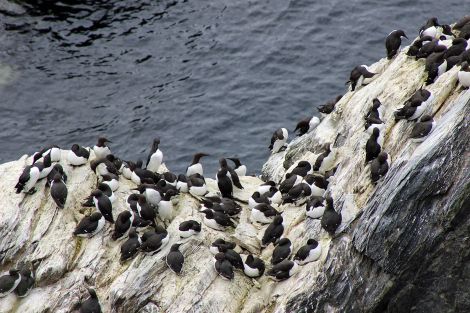 Guillimots at Sumburgh Head in June this year - Photo: Hans J Marter/ShetNews