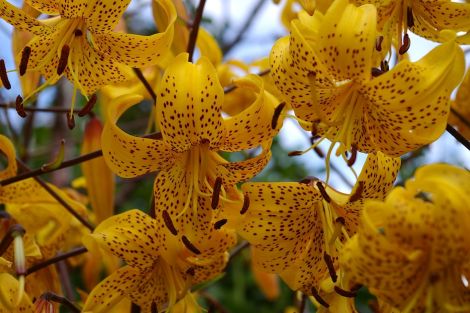 The well known yellow tiger lily - all photos: Rosa Steppanova/Lea Gardens