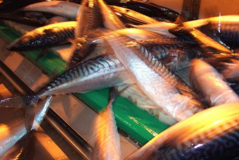 The mackerel fishing industry is worth £130 million to the Scottish economy - Photo: ShetNews