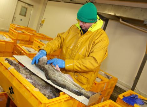 Paul Macdonald of NAFC measuring the length of fish at Lerwick Fish Market and removing otoliths (ear bones) to determine their age - Photo: SFA/SSPO