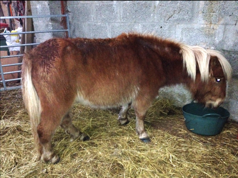 The surviving Shetland pony after it had been rescued - Photo: ShetNews