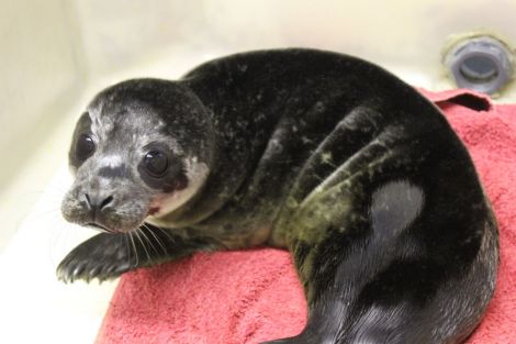 Marley the common seal pup at Hillswick Wildlife Sanctuary. Photo HWS