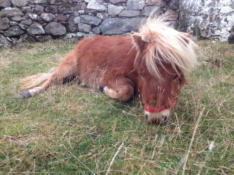 One of two ponies that were neglected by David Davies. This one survived while the other one died.