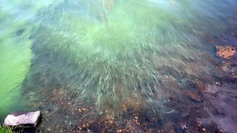 Toxic beauty - a photo of the Loch of Cliff algae bloom by SEPA's Kevin Osborn.