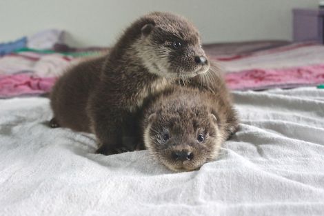 Hillswick Wildlife Sanctuary will put the money raised towards a new outdoor otter pen for Joey and Thea, their current residents.