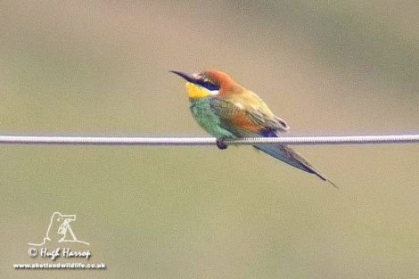 Bird on a wire - a grainy shot of one of the seven adult bee-eaters seen perching on an overhead power cable on Wednesday evening. Photo Hugh Harrop