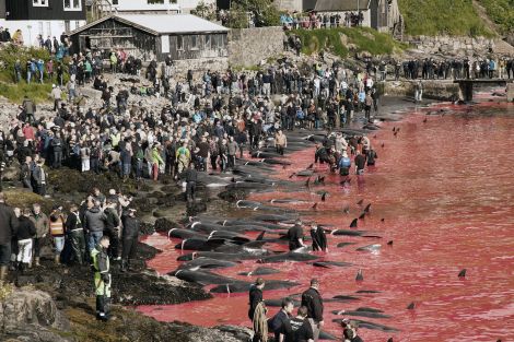 The Grind - 'it can be a dismaying spectacle with the blood flowing freely into the sea. We cannot hide that from the outside world nor do we try to do so' - Photo: Eliza Muirhead/Sea Shepherd Global 