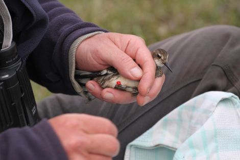 Tagged bird in hand - Photo: Adam Rowlands, RSPB