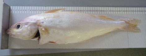 The albino or "golden" haddock landed in Lerwick last week.