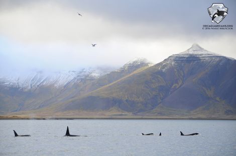 This pod of orcas, feeding on herring off Iceland, is also seen regularly in Shetland waters.