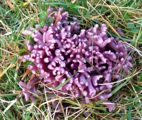 Fungus Clavaria zollongeri - Photo: Ali Robertson