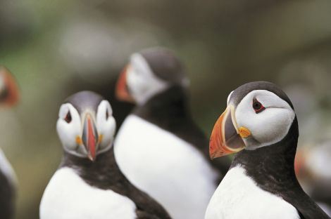 Puffin number are predicted to decline by 50 to 70 per cent over the next 50 years. Photo: RSPB