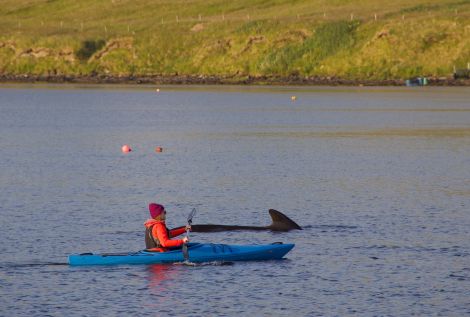 The pilot whale was close to the beach on Tuesday night from where two sea kayakers tried to herd it into deeper waters. Photo: Hans J Marter/Shetland News
