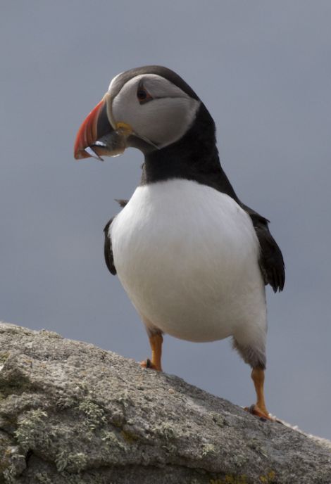 A puffin on Fair Isle arrives with a meal to feed its young. Photo: Oliver Prince/RSPB