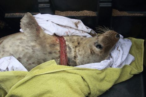 The grey seal from Skaw beach was suffering from a three inch deep wound. All Photos: Antoine Jaumain/Hillswick Wildlife Sanctuary