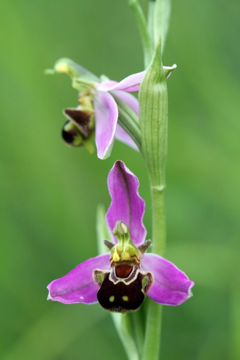 Local naturalist Jon Dunn will give the talk Orchid Summer - from Shetland to Scilly at the festival.