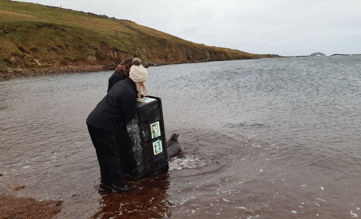 Ringed seal released back into the wild