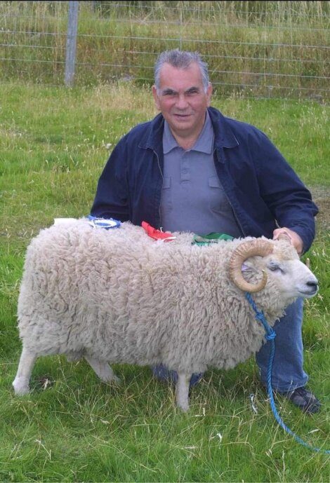 An older man kneeling next to a prize-winning sheep with ribbons, outdoors by a fence.