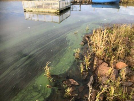 Algal bloom near the shore of a lake with a dock and a blue boat in the background.