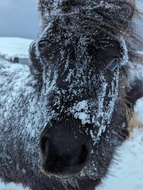 A black horse is standing in the snow looking at the camera.