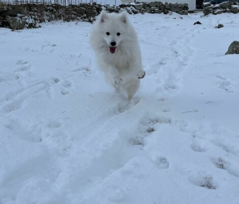 A white dog running through the snow.