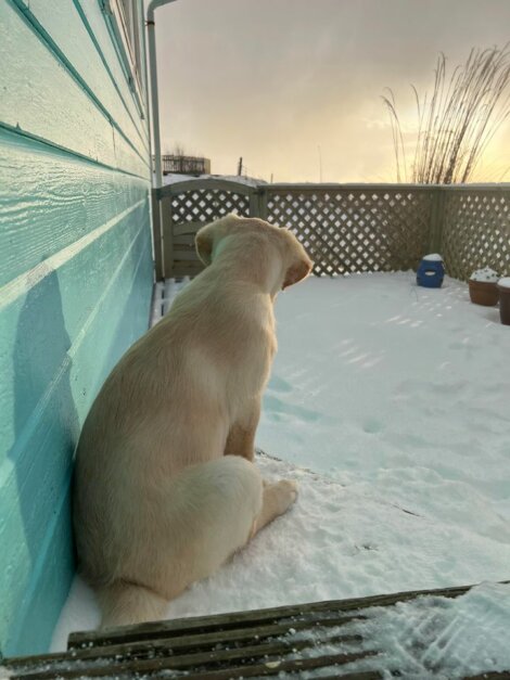 A yellow labrador retriever sitting on a deck in the snow.